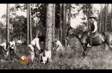 This is the REAL reason Blacks started filling up the prisons as early as the late-1870s: The Convict Leasing System.