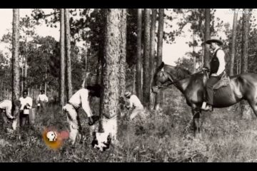 This is the REAL reason Blacks started filling up the prisons as early as the late-1870s: The Convict Leasing System.